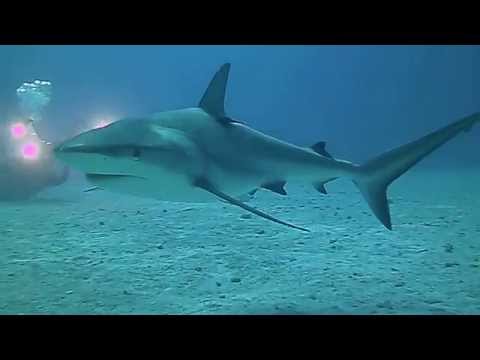 Large shark glides through clear blue water over a sandy seabed, a faint diver’s light visible in the background.